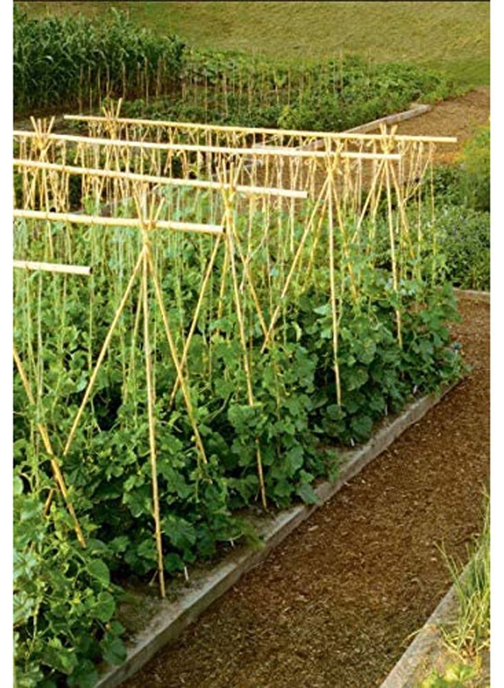 Natural Thick Bamboo Stakes Tall Garden Plant Stakes Flowers Vine Plants Support Garden Canes Poles Stakes Bamboo Rod Support Sticks 10pcs
