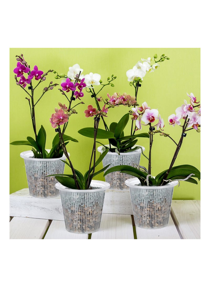 1 Pieces Clear Orchid Pot with Holes Set Orchid Breathable Slotted Clear Plastic Plant Pot Outdoor and Indoor Use (White,5.5 Inches)