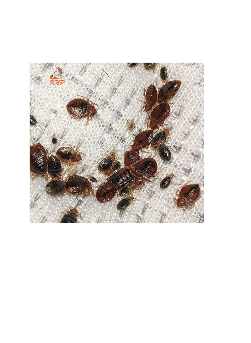 70% WP Bed Bugs Powder 1x 100g