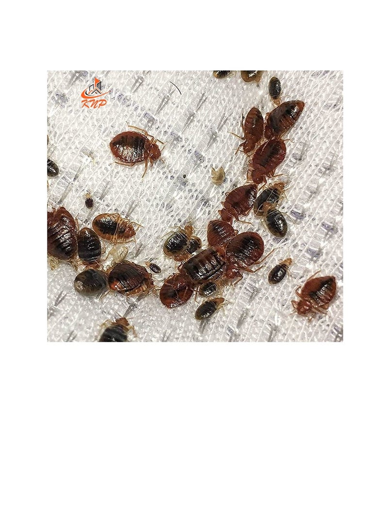 70% WP Bed Bugs Powder 2x100g