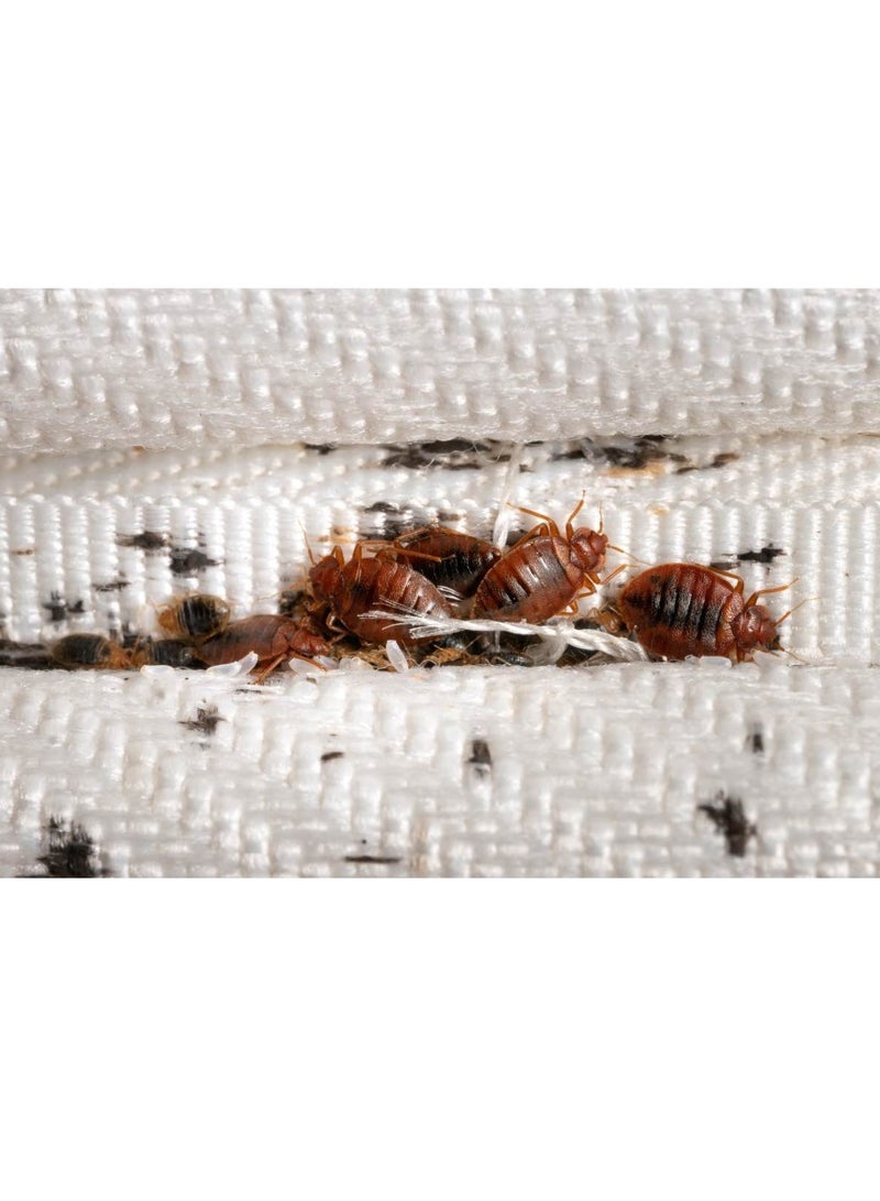 Bed Bug Powder 100g of 3 Packs