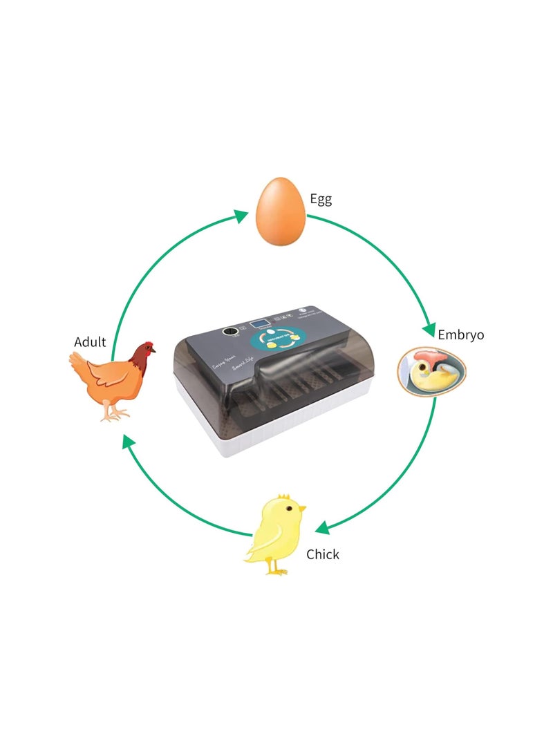 Egg Incubator, 12 Tortoise Egg Incubator, Reptile Hatcher, Thermostatic Tortoise Brooder, with Auto Egg Turner Visible Lid Digital LED Display, for Egg Incubation Beginner Child Education Gift