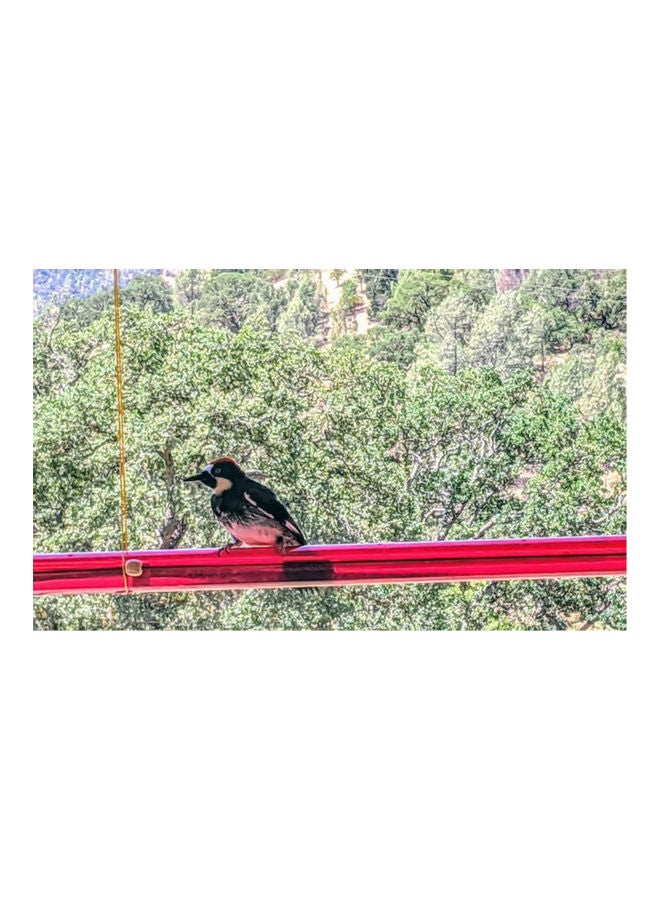 Hummingbird Feeder Transparent