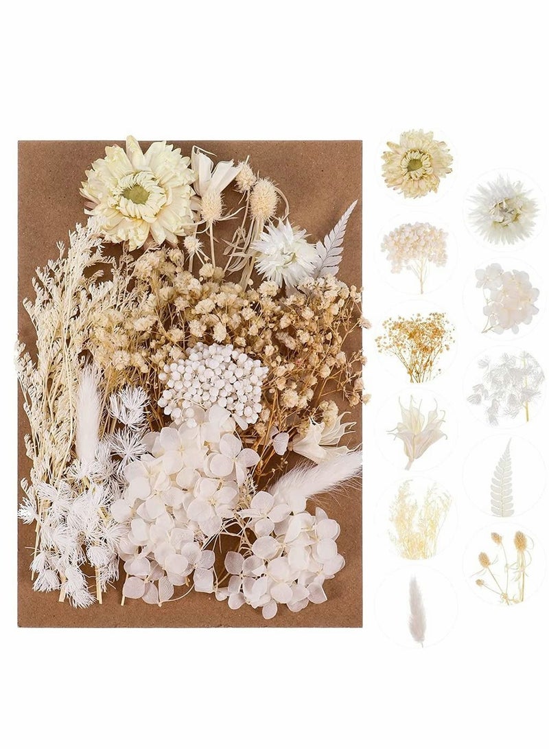 2 Pack White Dried Flowers for Resin Jewelry Molds, Real Pressed Dry Flower Leaves with Tweezers, DIY Crafts Nail Art Candle Soap Making Phone Case Pendant Floral Decors