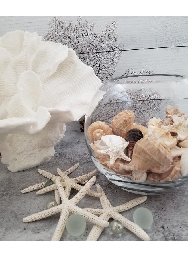 Medium Sized Shells in a Delightful Mix of Whites, Tans and Pinks | 1 Pound | Perfect for Crafts, Beach Home Decor, Weddings, Vase Filler and Classrooms