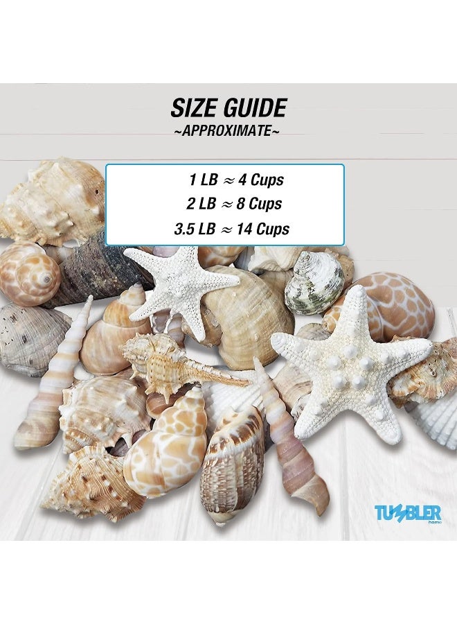 Medium Sized Shells in a Delightful Mix of Whites, Tans and Pinks | 1 Pound | Perfect for Crafts, Beach Home Decor, Weddings, Vase Filler and Classrooms