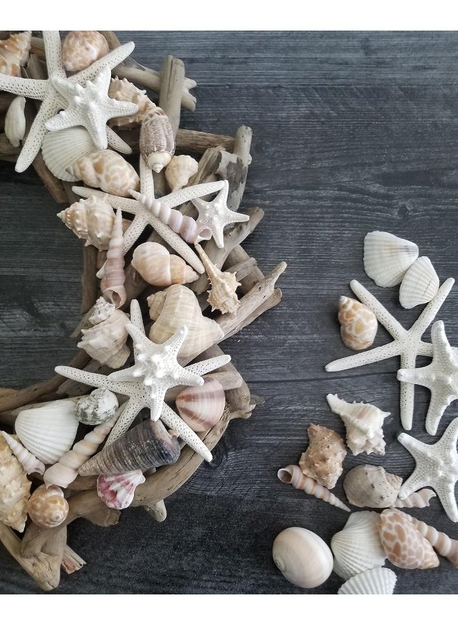 Medium Sized Shells in a Delightful Mix of Whites, Tans and Pinks | 1 Pound | Perfect for Crafts, Beach Home Decor, Weddings, Vase Filler and Classrooms