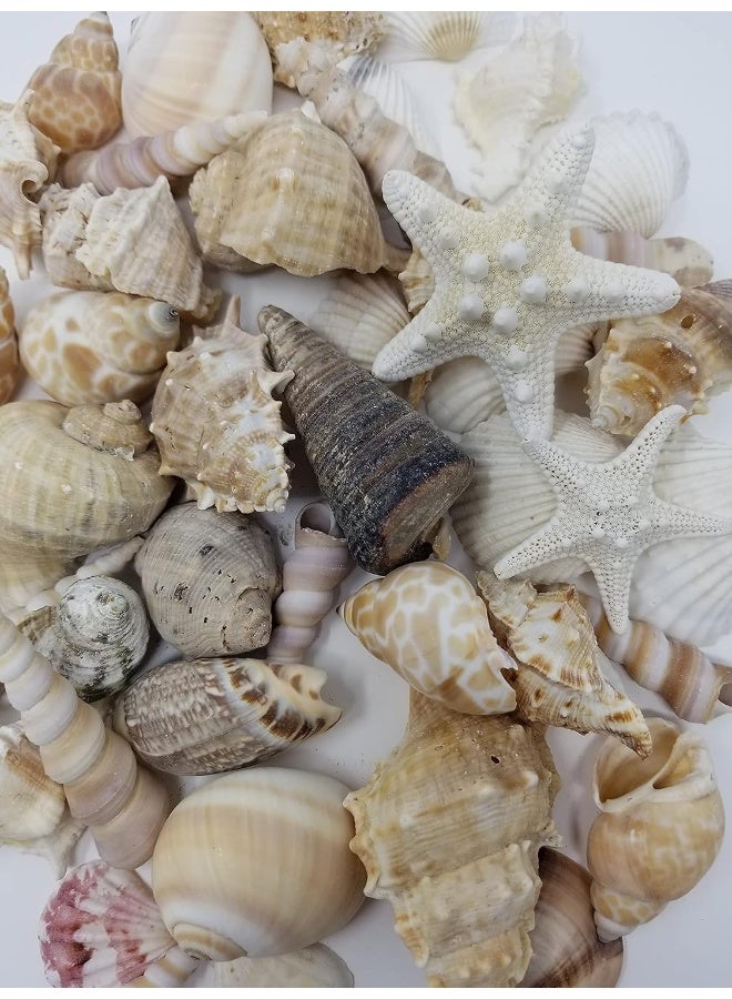 Medium Sized Shells in a Delightful Mix of Whites, Tans and Pinks | 1 Pound | Perfect for Crafts, Beach Home Decor, Weddings, Vase Filler and Classrooms