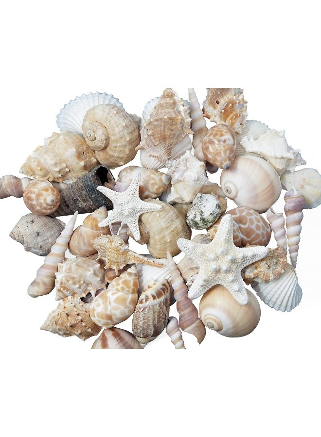 Medium Sized Shells in a Delightful Mix of Whites, Tans and Pinks | 1 Pound | Perfect for Crafts, Beach Home Decor, Weddings, Vase Filler and Classrooms