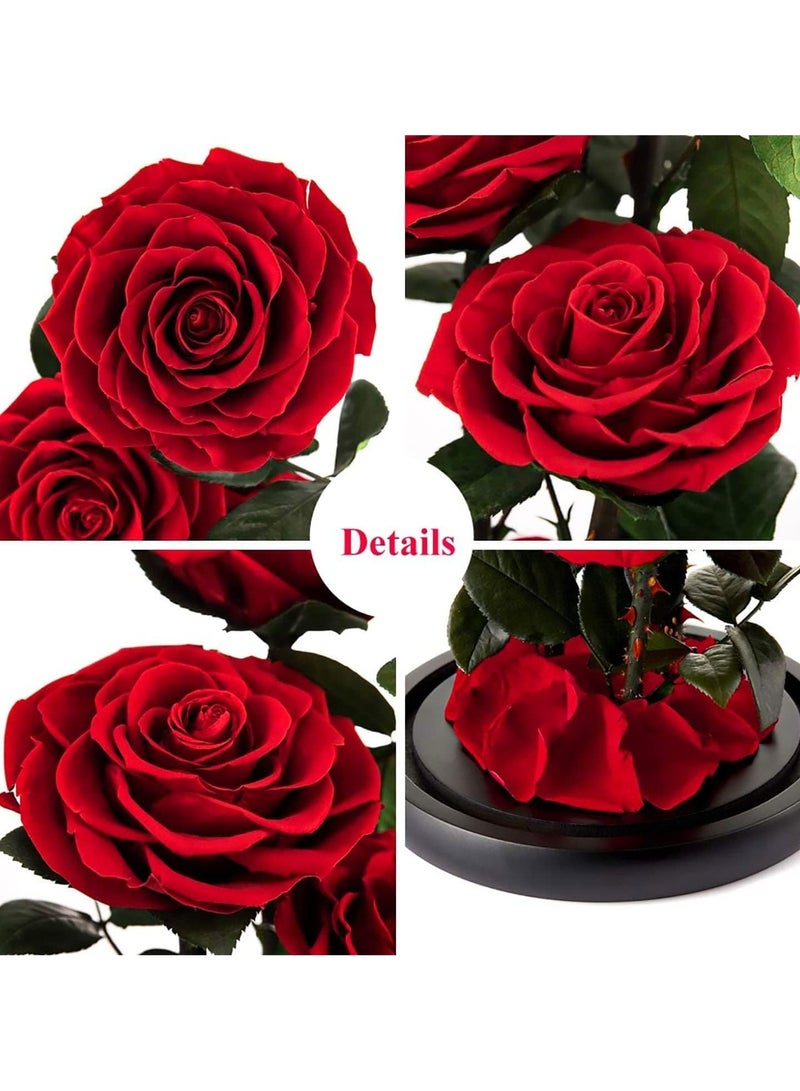 Large-size Forever Red Rose, Real Eternal Rose in Glass Dome Preserved Flower with Luxury Gift Box - Gift for Mother's Day Wedding Anniversary Birthday Any Special Day (Three Roses)