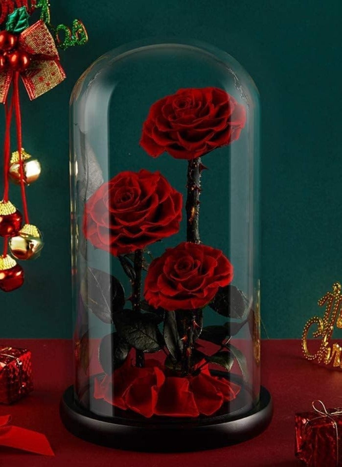 Large-size Forever Red Rose, Real Eternal Rose in Glass Dome Preserved Flower with Luxury Gift Box - Gift for Mother's Day Wedding Anniversary Birthday Any Special Day (Three Roses)