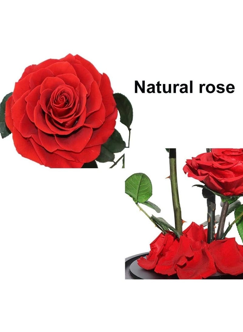 Large-size Forever Red Rose, Real Eternal Rose in Glass Dome Preserved Flower with Luxury Gift Box - Gift for Mother's Day Wedding Anniversary Birthday Any Special Day (Three Roses)