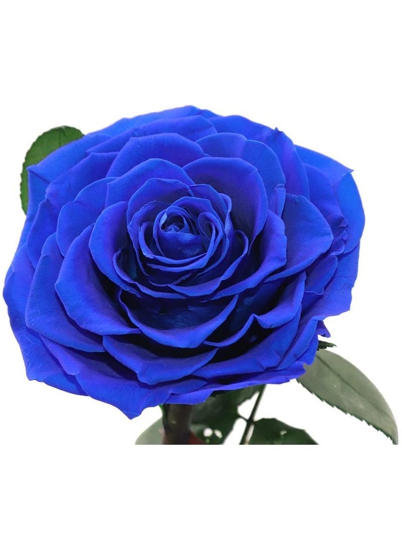 Large-size Forever Blue Rose, Real Eternal Rose in Glass Dome Preserved Flower with Luxury Gift Box - Gift for Mother's Day Wedding Anniversary Birthday Any Special Day (Three Roses)