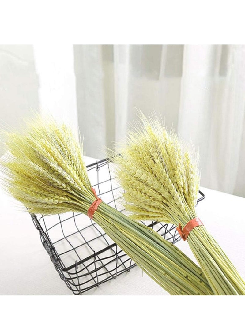 Dried Wheat Sheaves 120 Fall Stems 16 Inch, Natural Wheat Stalks Bundle Fall Arrangement for DIY Craft, Wheat Decor Home Table, Fall Wedding Decorations