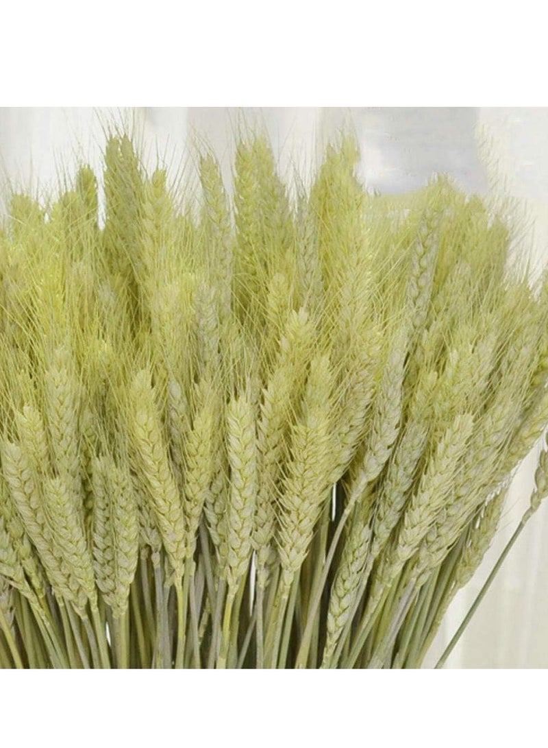 Dried Wheat Sheaves 120 Fall Stems 16 Inch, Natural Wheat Stalks Bundle Fall Arrangement for DIY Craft, Wheat Decor Home Table, Fall Wedding Decorations