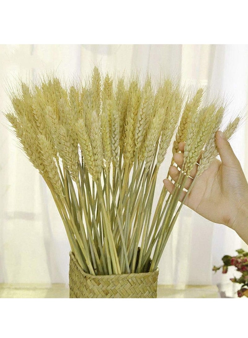 Dried Wheat Sheaves 120 Fall Stems 16 Inch, Natural Wheat Stalks Bundle Fall Arrangement for DIY Craft, Wheat Decor Home Table, Fall Wedding Decorations