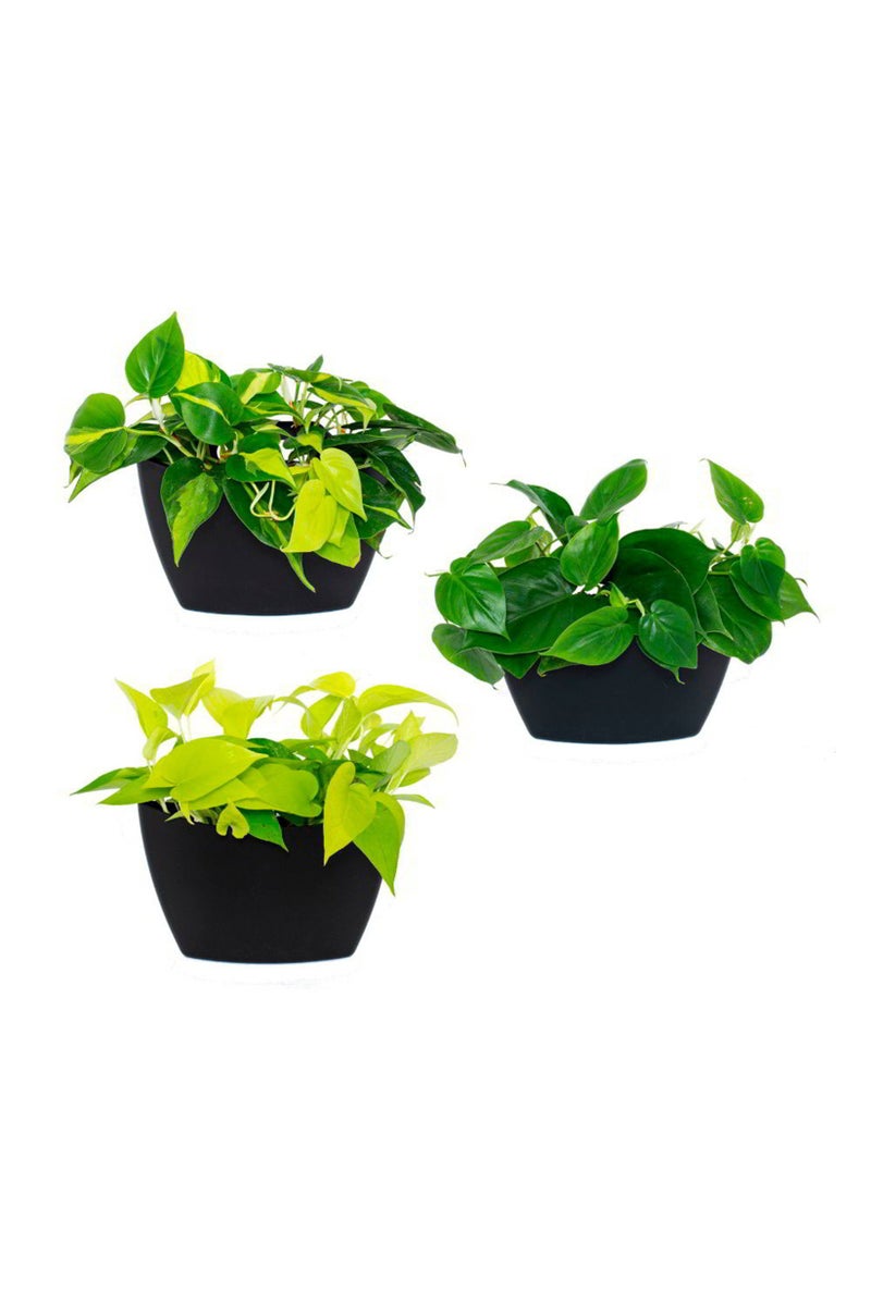 3 Pieces Wall Planter, Black