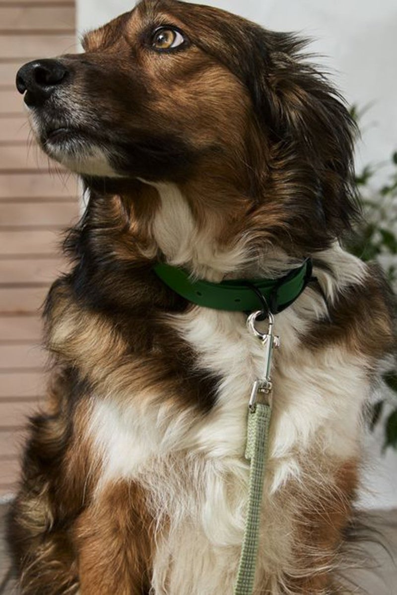 Adjustable Dog Collar, Green