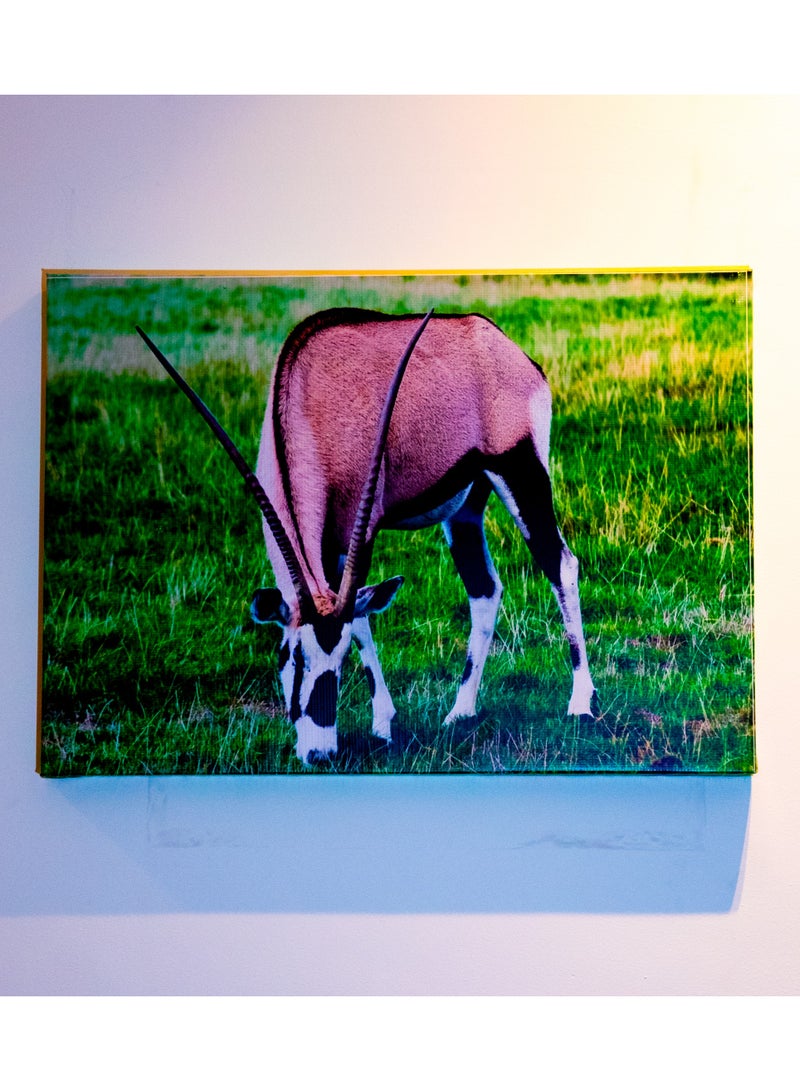 Grazing Oryx (Gemsbok) Canvas Wall Frame