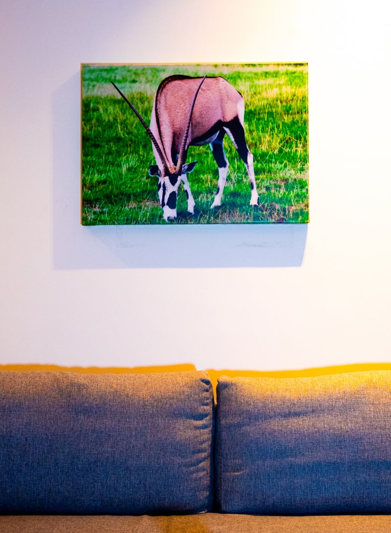 Grazing Oryx (Gemsbok) Canvas Wall Frame