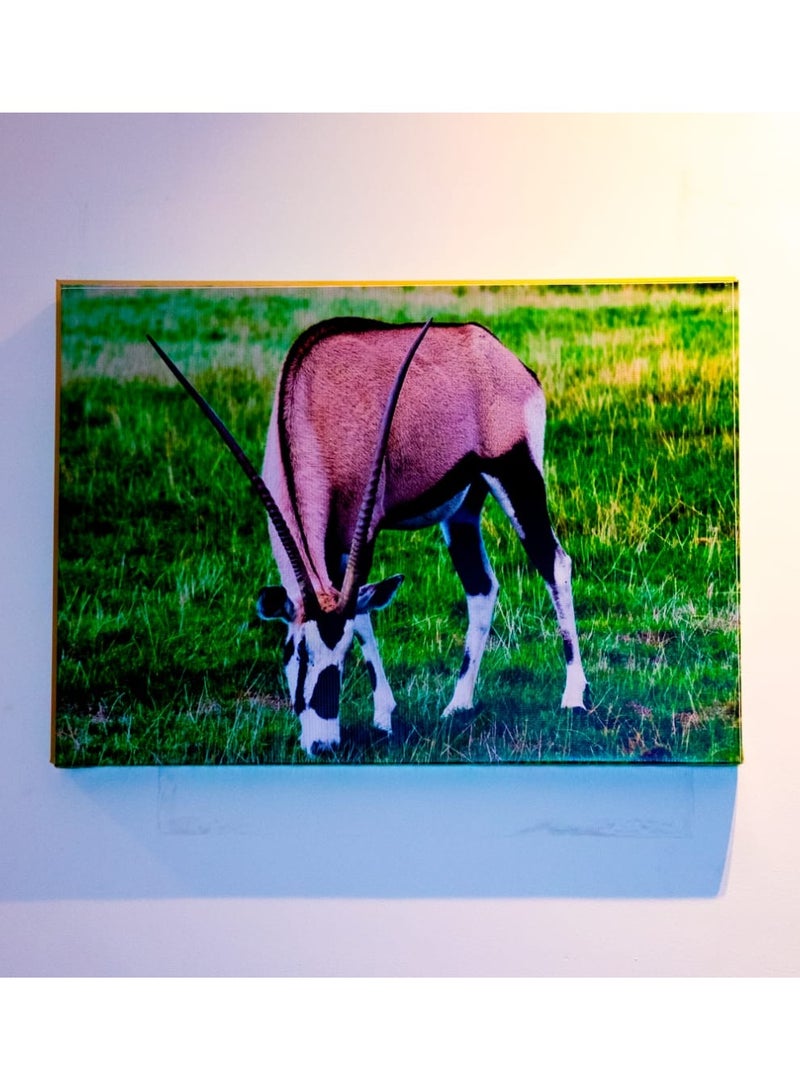 Grazing Oryx (Gemsbok) Canvas Wall Frame