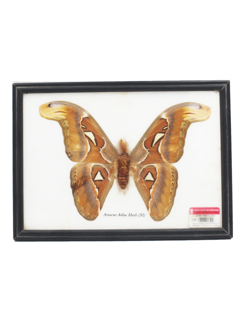 Thailand Butter Fly In Frame