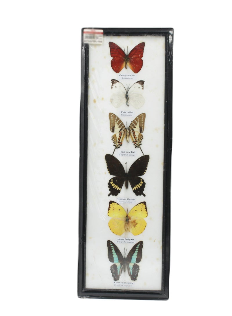 Thailand 6 In1 Butterfly Frame 6x17