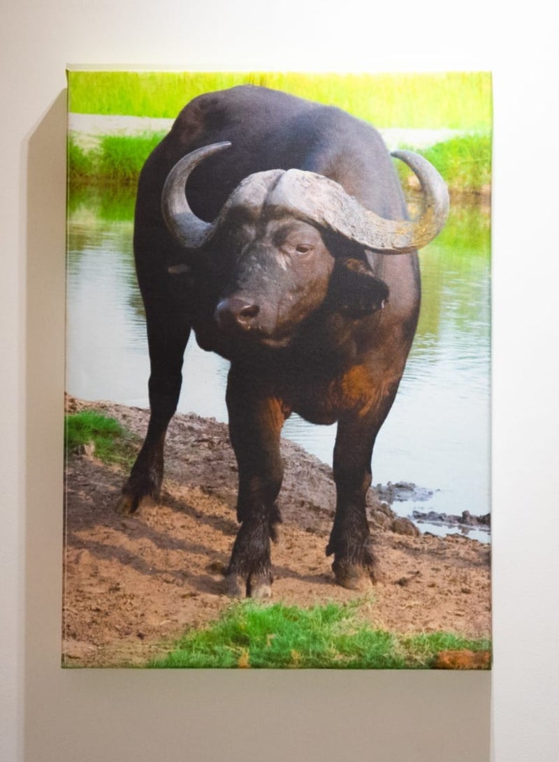 Buffalo at Dusk Canvas Wall Frame