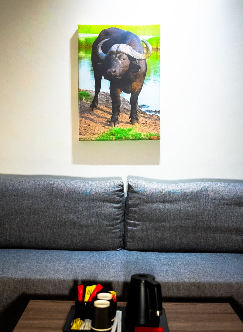 Buffalo at Dusk Canvas Wall Frame