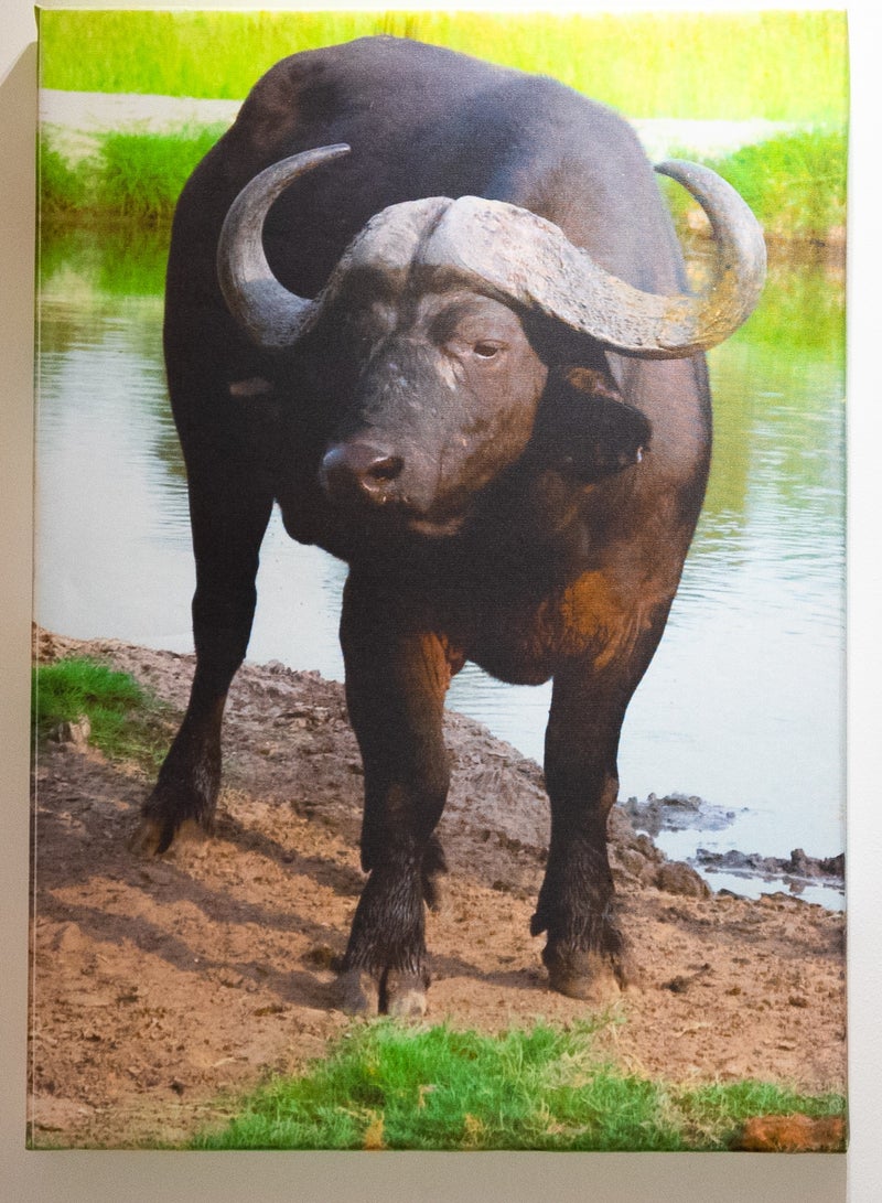 Buffalo at Dusk Canvas Wall Frame