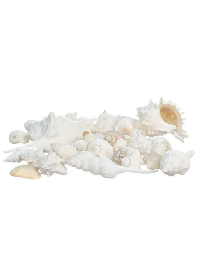 Sea Shells - White Real Mixed Beach Seashells (2 Pounds) - Shells For Crafts - Ocean Decor - Beach Party Decorations - Seashell Decor - Large Shells Crafts