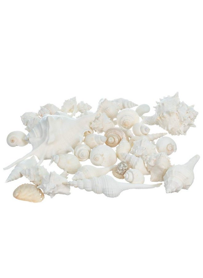 Sea Shells - White Real Mixed Beach Seashells (2 Pounds) - Shells For Crafts - Ocean Decor - Beach Party Decorations - Seashell Decor - Large Shells Crafts