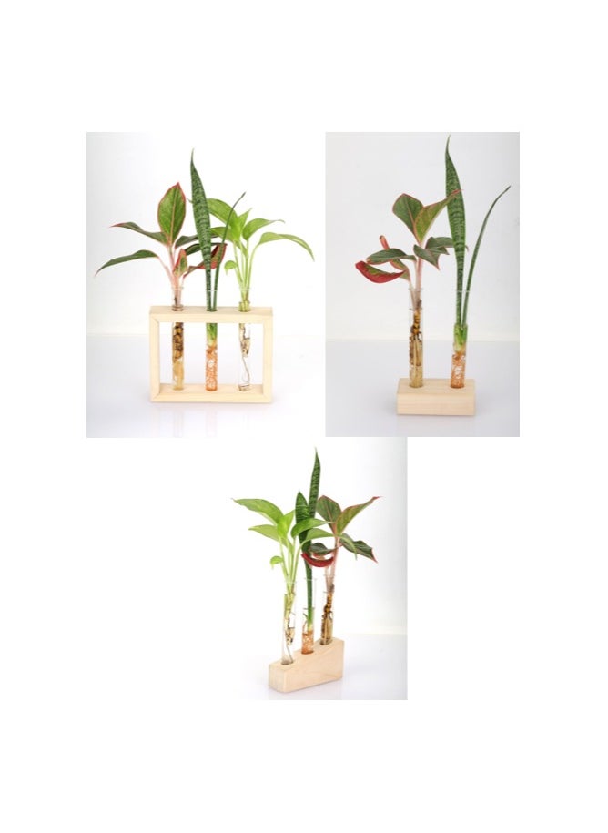 3 Pack Test Tube Glass Pot, 8 Glass Test Tube with 3 Wooden Stand