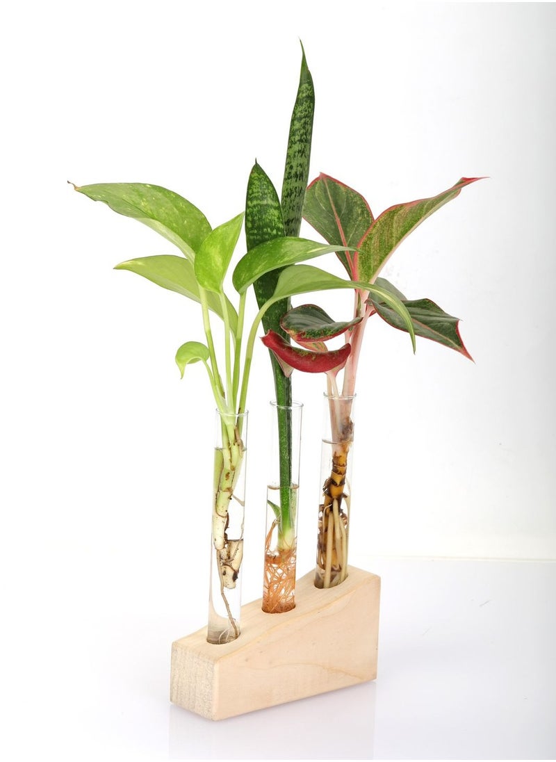 3 Pack Test Tube Glass Pot, 5 Glass Test Tube, 2 Table Top Wooden Stand & 1 Wooden Wall Hanging