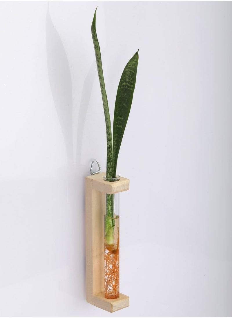 3 Pack Test Tube Glass Pot, 5 Glass Test Tube, 2 Table Top Wooden Stand & 1 Wooden Wall Hanging