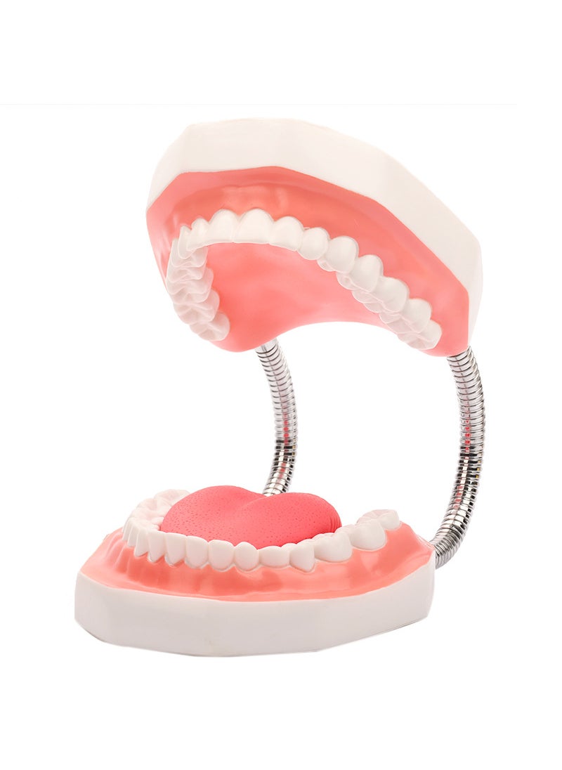 6x Enlarged Dental Teeth Model with Tongue 6x oversized teeth model with tongue