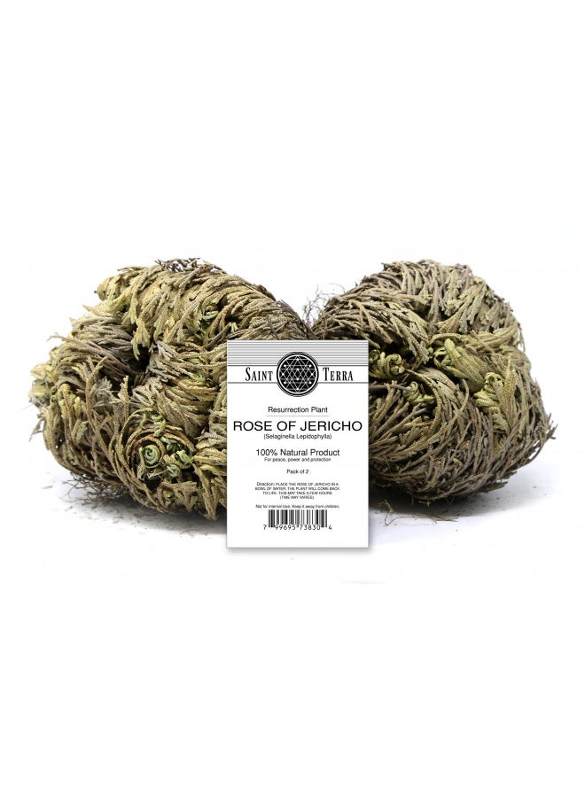 Saint Terra - Rose of Jericho Flower The Resurrection Plant, Pack of 2