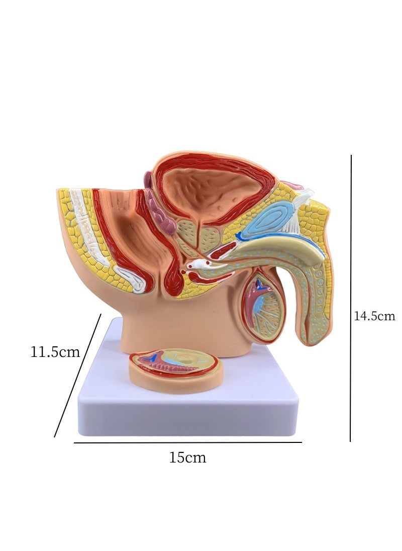 Mini Male Pelvic Sagittal Anatomy Model Small male pelvic cavity loss