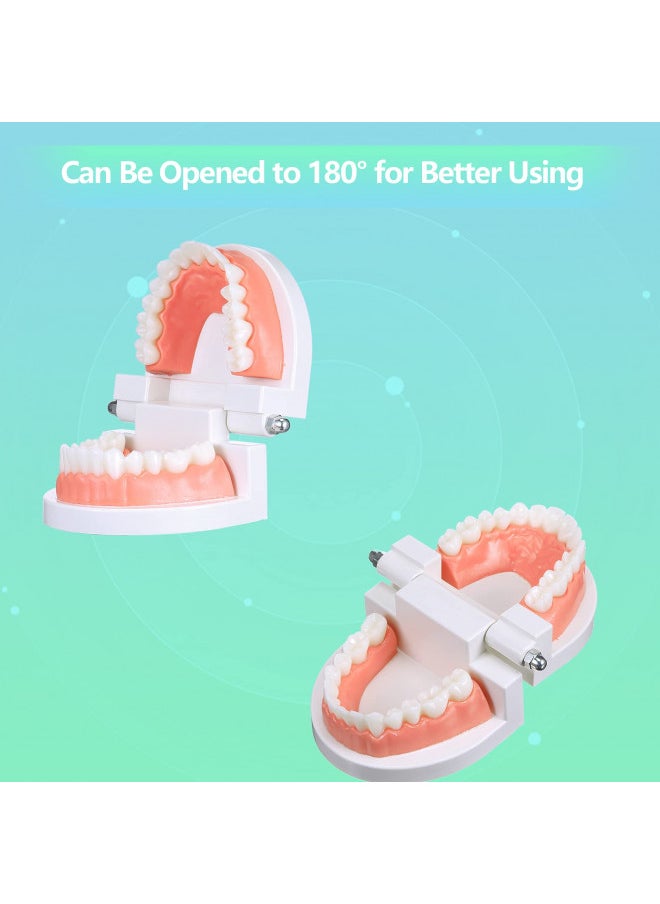 2 Pcs Standard Teeth Model Denture Model Teeth Teaching Model Adult Standard Demonstration Teeth Model with Toothbrush for Kids Teaching Supplies