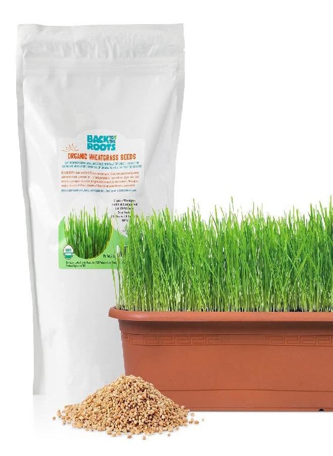 Back to the Roots Organic Wheatgrass Seeds - 2lb Non-GMO Value Pack; Great for Growing Nutritious Wheatgrass, Also Catgrass (Natural Hairball Remedy for Cats)