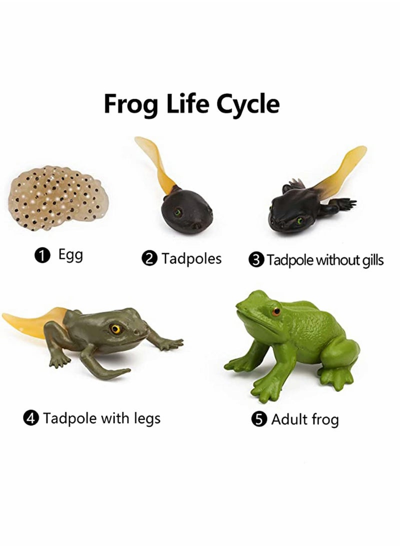 Frog Toys 5PCS Frog Life Cycle Figures Realistic Frog Life Stages Model Frog Life Cycle Amphibian Learning Toys