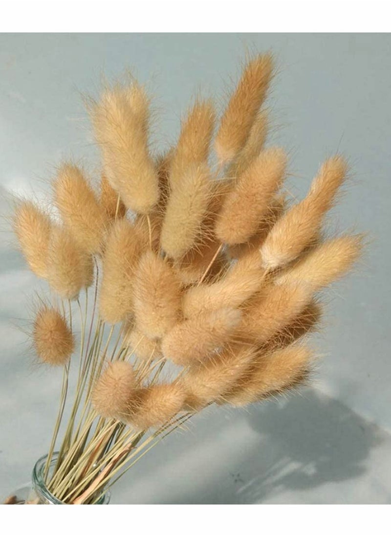 Dried Rabbit Tail Grass,  60 Pcs Natural Dry Grass Dried Flowers Bouquet, Wedding Dry Flower Bunch, for Home Garden Party Decor, Flower Arrangement