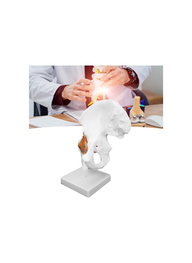 Human Hip Joint Model, Professional Hip Bone Model with Flexible Ligaments and Bony Landmarks for Orthopedic School