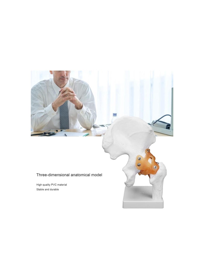Human Hip Joint Model, Professional Hip Bone Model with Flexible Ligaments and Bony Landmarks for Orthopedic School
