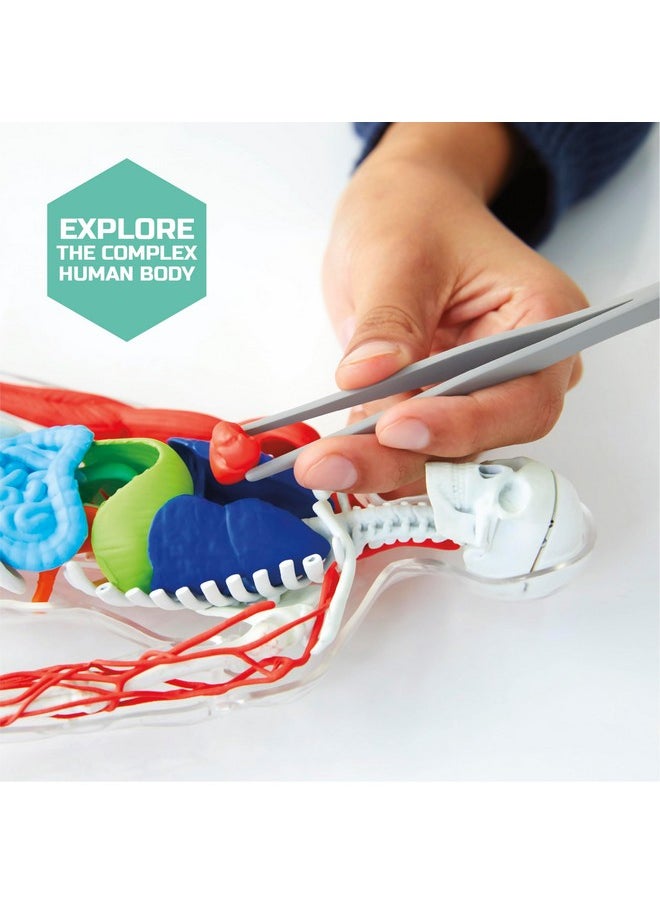 Discovery™ #Mindblown 3D Human Anatomy 28-Piece Biology Model With Glow-In-The-Dark Human Model, Hands On Learning, Age 8+