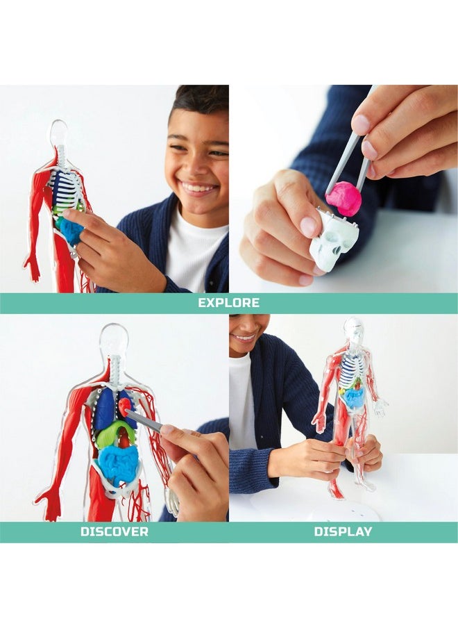 Discovery™ #Mindblown 3D Human Anatomy 28-Piece Biology Model With Glow-In-The-Dark Human Model, Hands On Learning, Age 8+
