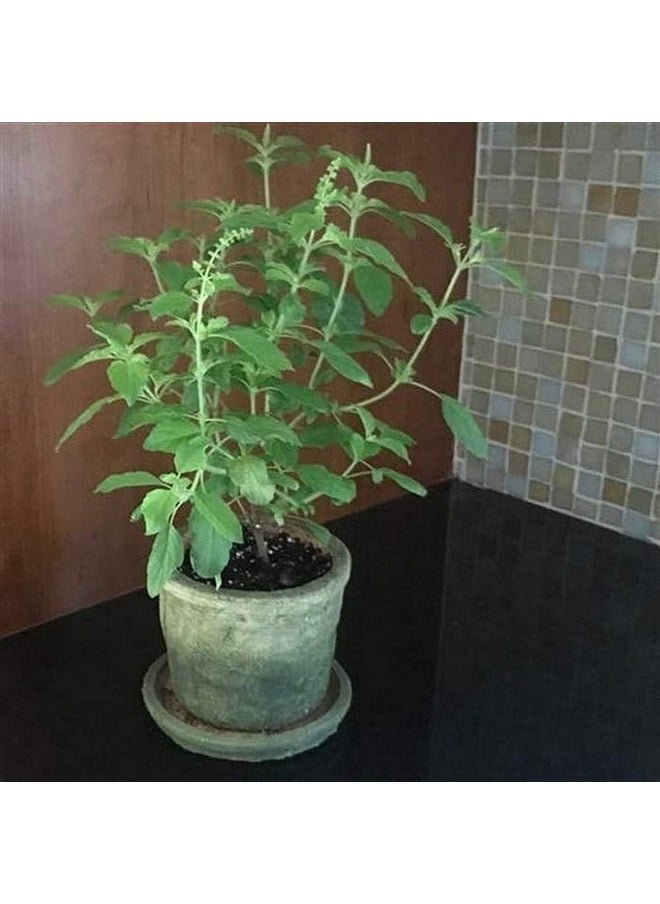 Krishna Tulsi Herb Plants - Herbal Remedy For Respiratory Health And Stress Relief Thulsi