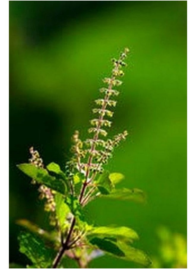 Krishna Tulsi Herb Plants - Herbal Remedy For Respiratory Health And Stress Relief Thulsi