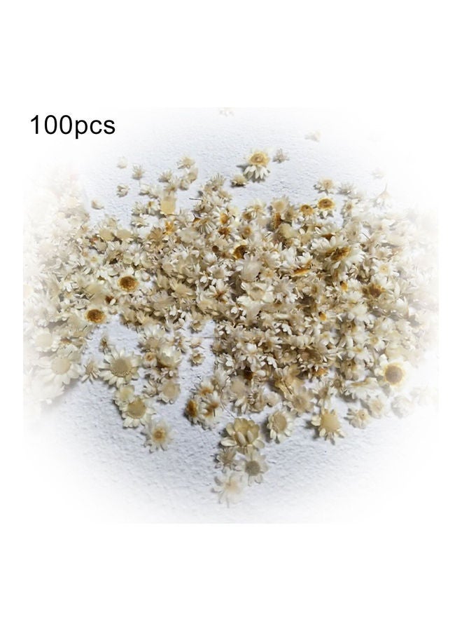 100-Piece Dried Flowers Head For Decoration White