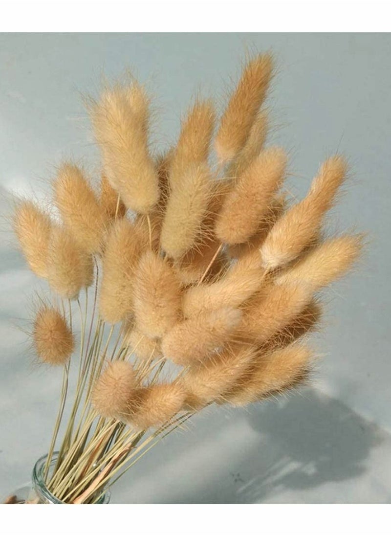 Dried Rabbit Tail Grass,  60 Pcs Natural Dry Grass Dried Flowers Bouquet, Wedding Dry Flower Bunch, for Home Garden Party Decor, Flower Arrangement